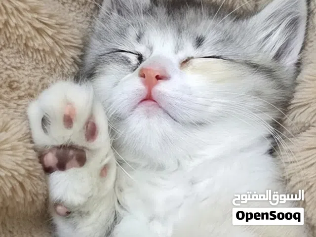 قطه انثى الام تركي هملايا الاب الماني