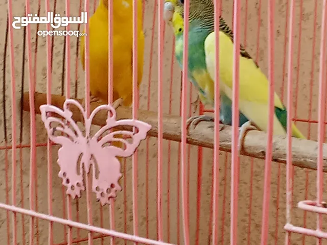 زوج بادجي مع فرخ وقفص كامل للبيع