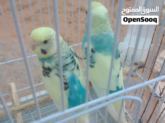 كوبية بقليني مدحية