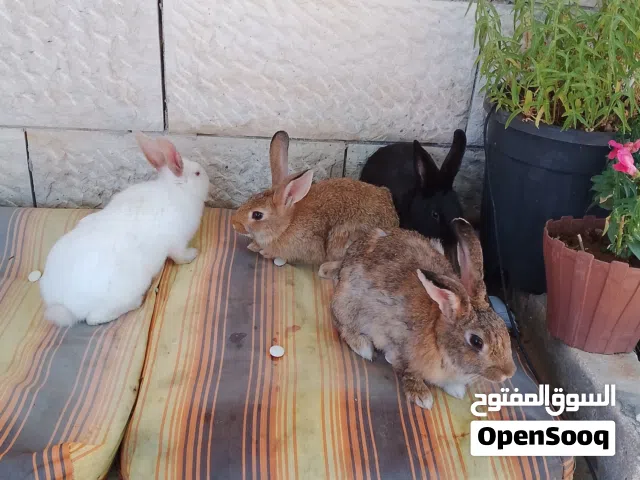 ارانب للبيع شغالات ثلاث اناني ودكر بسعر مغري