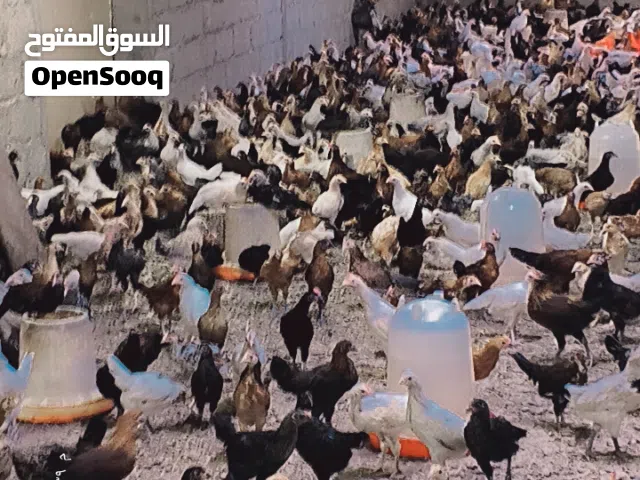دجاج محلي بيور