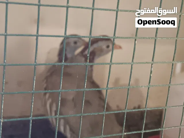 كوبية حجل ربي ايبارك ترباية بارتي