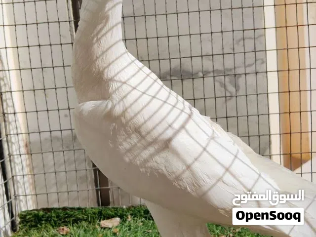 ذكر كريرا ماشاء الله تبارك الله لاقوة الا بالله