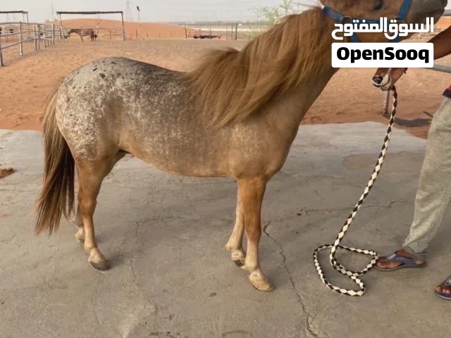 بوني للبيع