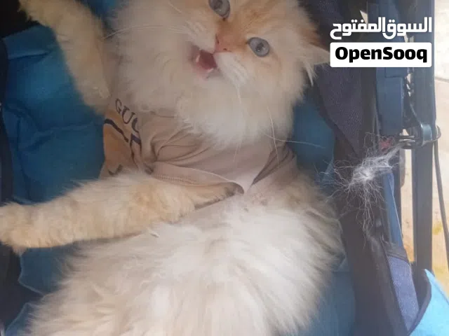 موجود بستين وحده سكوتش بلو عمر اربع شهور اليفه والثانيه هملايا عمر 11 شهر اليفه جدا