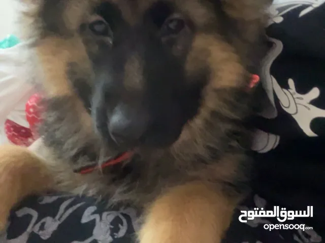 جرو جيرمن 3 شهور للبيع