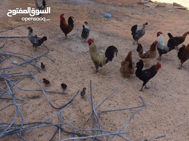 10دجاجات عربيات و معاهم 6عتاتيق و معاهم دجاجه تحتها6فلاليس