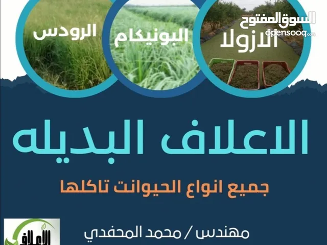 علف الازولا يزرع مره وينتج يوميا مدى الحياه للدجاج والمواشي وجميع الحويانات