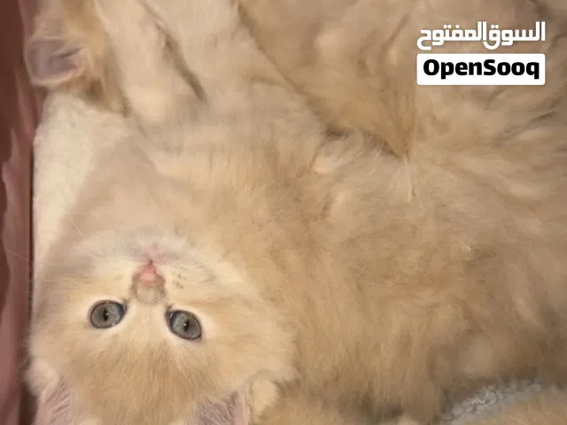 قطط ذكور واناث لتبني برسوم