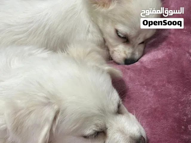 كلاب للتبني ^ مو قد المسؤوليه لا ترسل ^