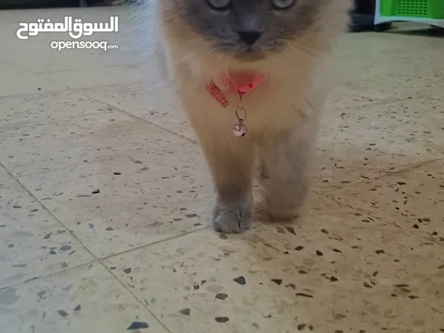 قطه سيامي شوكليت للبيع مع أغراضها