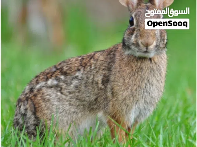 All size rabbit available