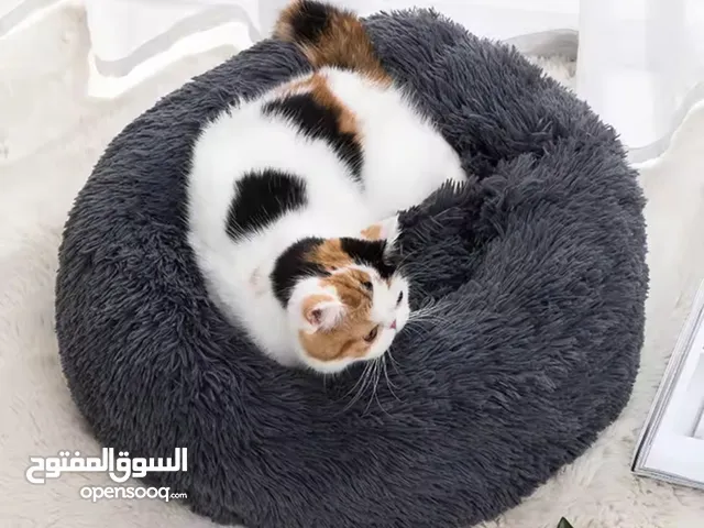 قطط + كلاب