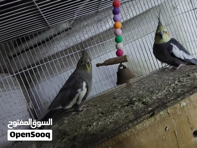 bird coketail