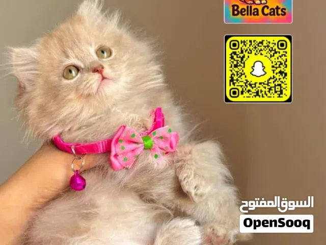 شيرازي مون فيس بيور وبره كثيفه أطراف قصيره العمر 50يوم