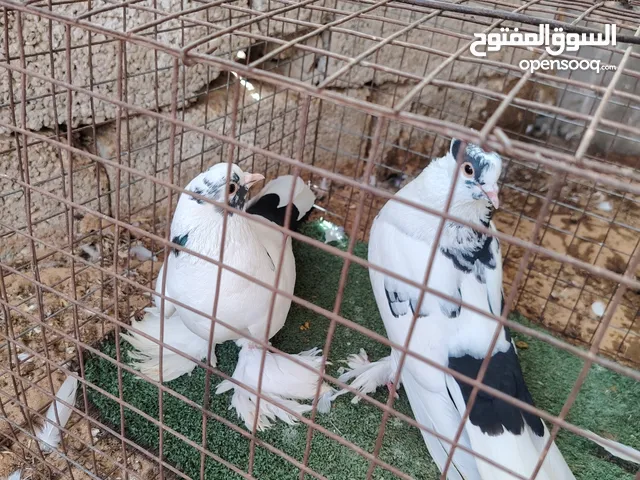 كوبيه ذكر مشوش