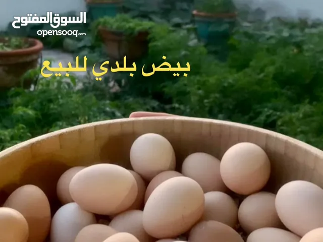 بيض بلدي منزلي -eggs for htching - fresh eggs  Barahma/ local eggs for hatching