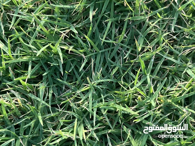 بيع معشب طبيعي