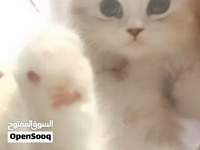 قطه شيرازي شانشلا كاليوكي 45 يوم