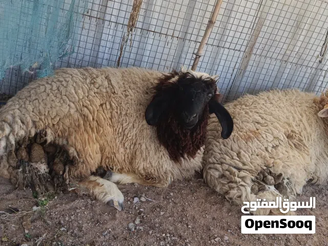 خرفان للبيع عدد 2