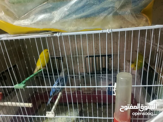 جواز طيور حب. البدل علا كنار او كوكتيل