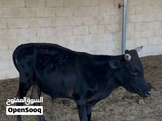 لحم عجول محلي