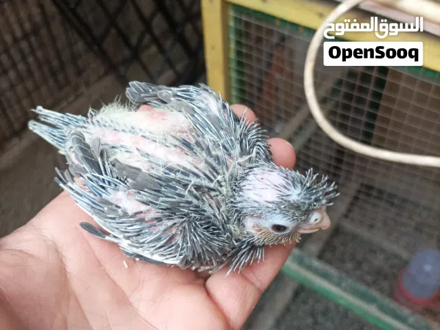 فرخ كوكتيل