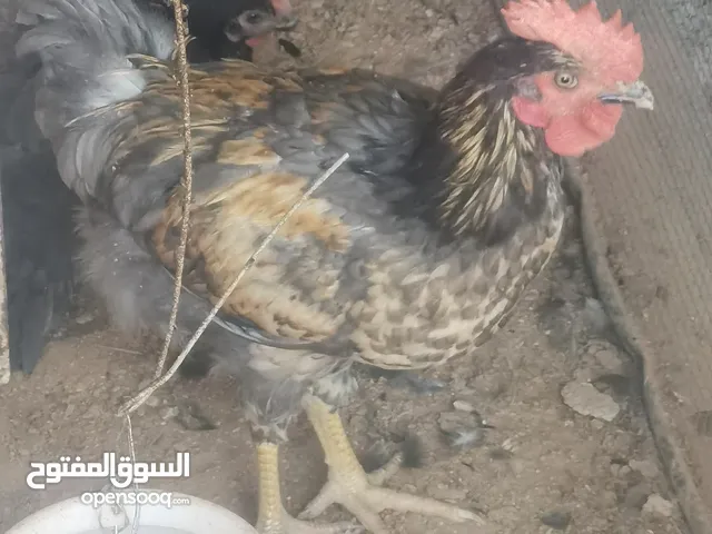 ديوك دجاج نوع استرلوب للبيع