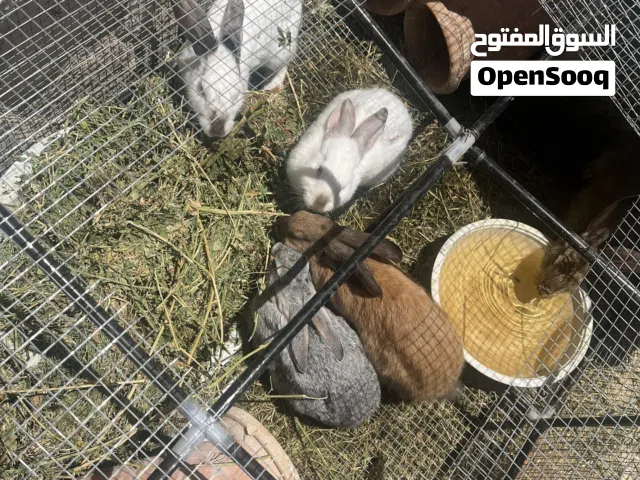 أرانب للبيع