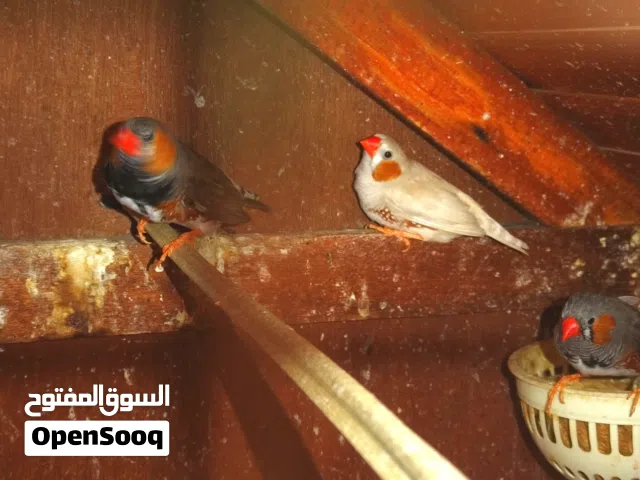 ثلاث ذكور زيبرا للبيع مع بعض