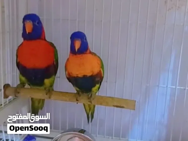 lory  breeding pair