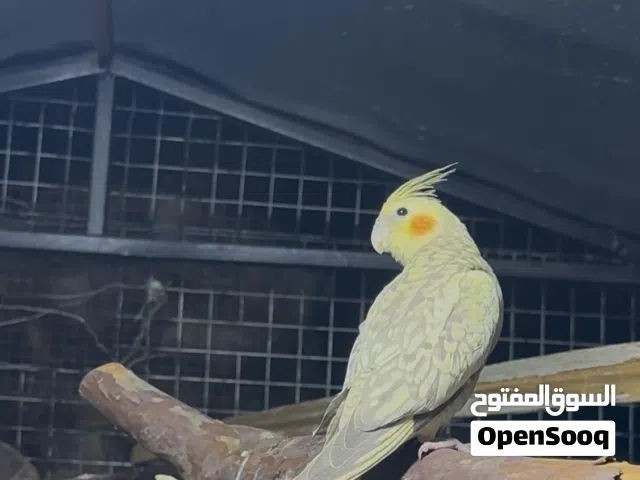 السلام عليكم ورحمة الله للبيع  كوكتيل و روز اقوا الوصف