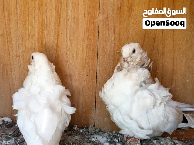 اقره الوصف حمام كشكي