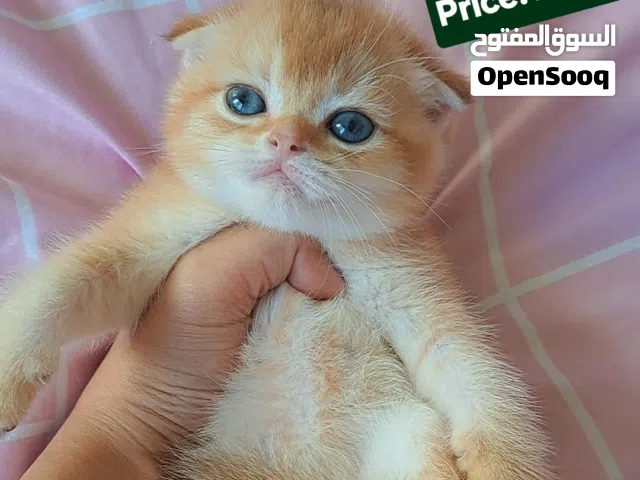 Scottish male  For more videos Contact on WhatsApp please.