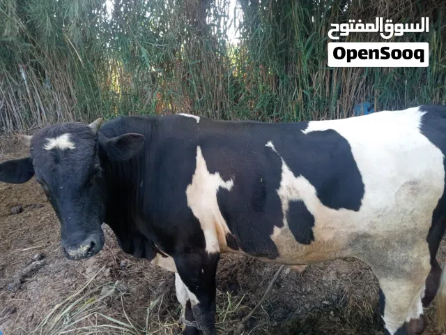 مطلوب ممول لمشروع إنشاء مزرعه مواشي