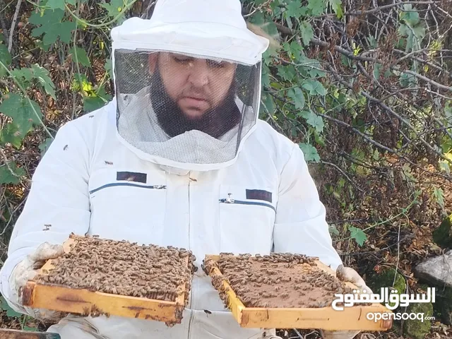 نحل ايطالي لوجستيكا مضغوط