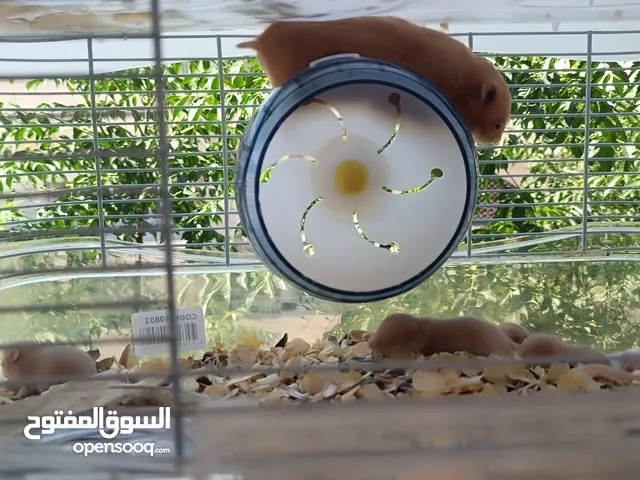 للبيع انثاية هامستر أليفه مع 6 صغار عمرهم أسبوعين ونص