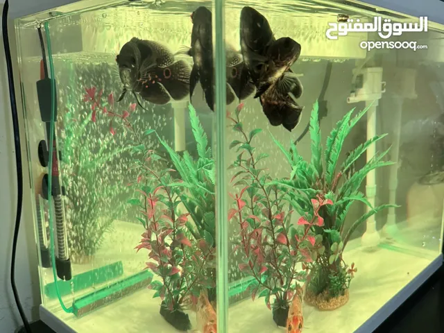 Fish tank 43 ltr with built in filter and lighting separate heater oxygen pump.