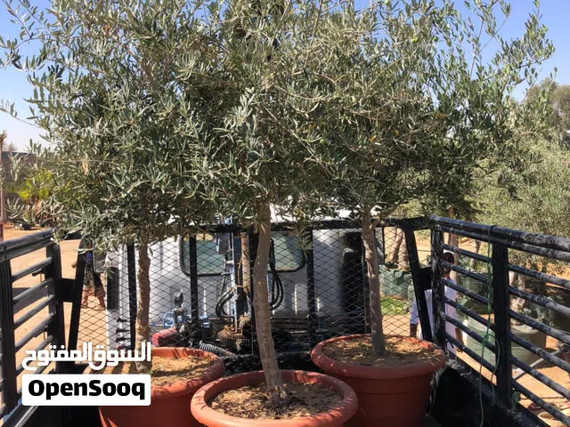 اشجار زيتون زينه