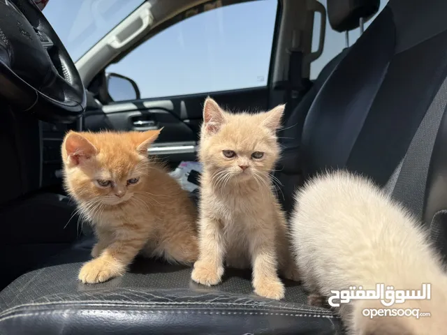 كتين هملايا