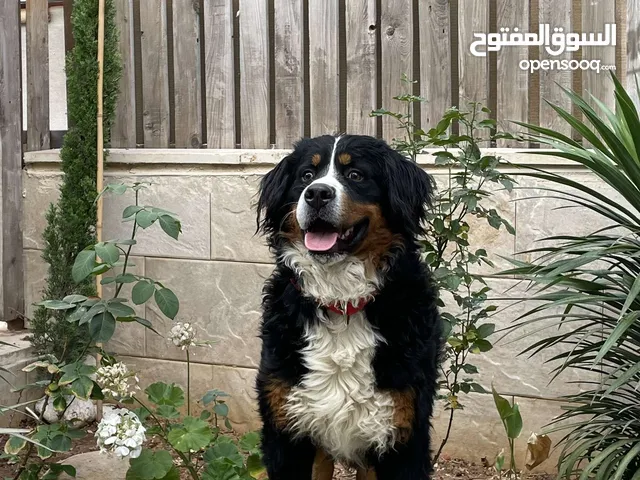 كلب Bernese mountain-ذكر عمرو سنة و نص - للبيع
