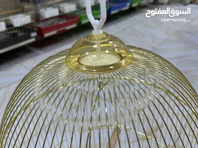 قفص دهبي مطاول