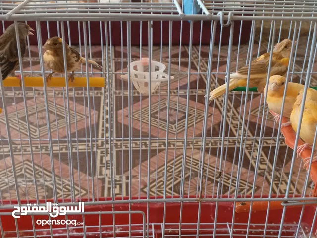 كناري للبيع
