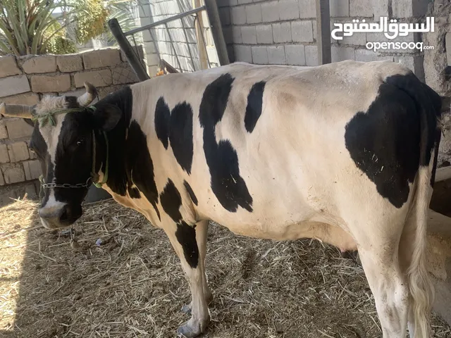 هايشه سترالي مع بتهه حوليه للبيع السعر 5 ملاين وبيهه مجال