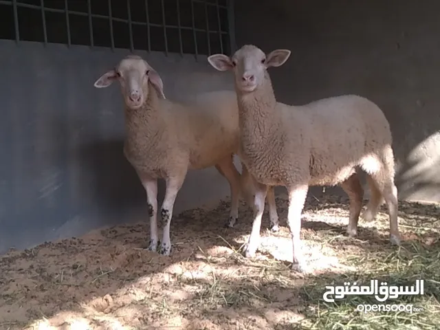 فطايم رومانيات للبيع