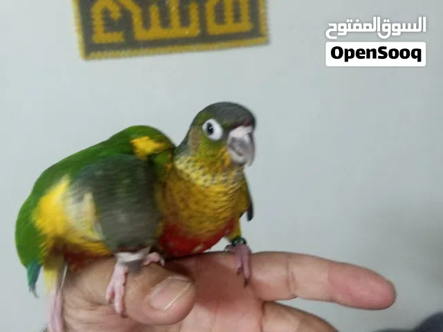 لعشاق التميز والاناقه والزق اليدوي جرين شيك شبه مفطومات