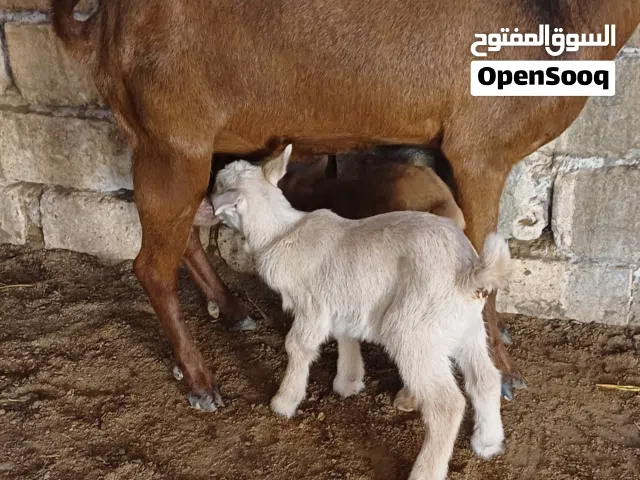 عنز مرسيانو اسبانية تحتها 2 عنايق