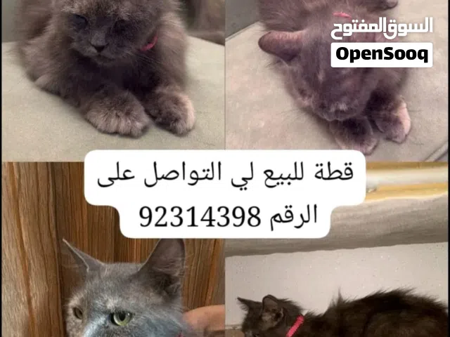 قطط للبيع استماره للقطط