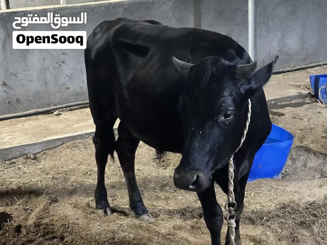 عجل نمساوي