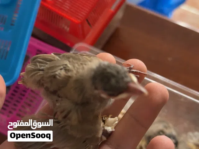 فروخ بلابل عس
